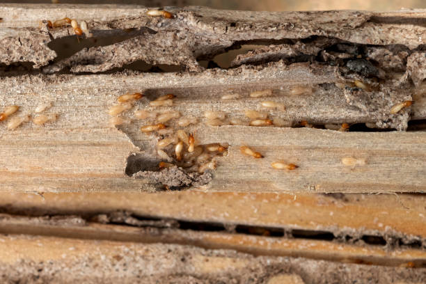 Best Mosquito Control Services  in Union City, IN